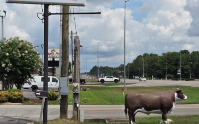 Steak N’ & Biscuit